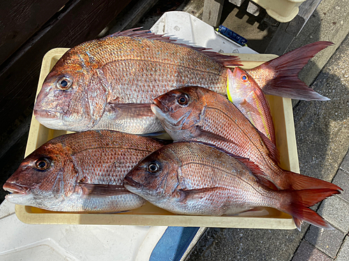 マダイの釣果