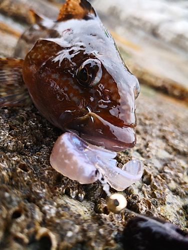 アイナメの釣果