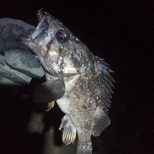 クロソイの釣果