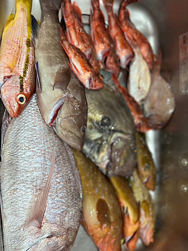 マダイの釣果