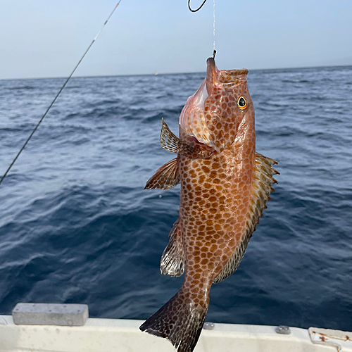 オオモンハタの釣果