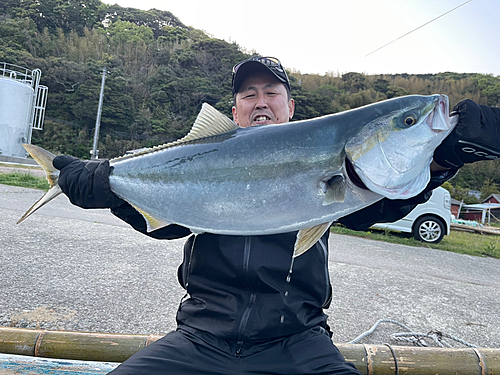 ヤズの釣果