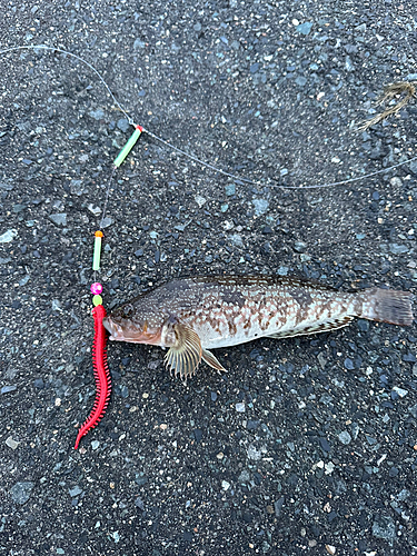 アイナメの釣果