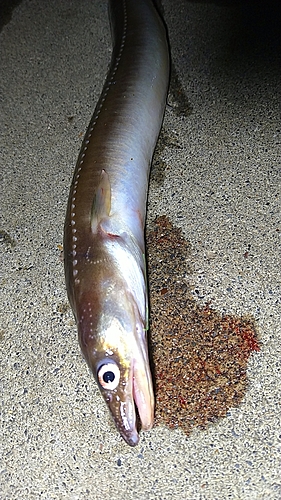 アナゴの釣果