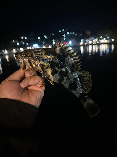 ベッコウゾイの釣果