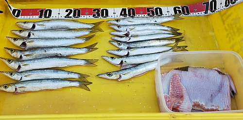 カマスの釣果