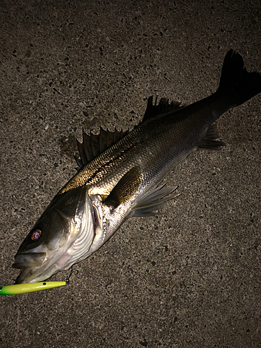 シーバスの釣果