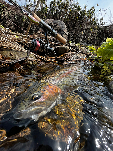 ニジマスの釣果