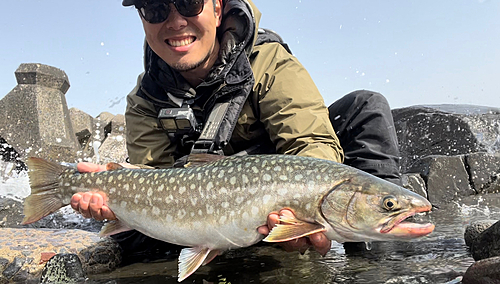 アメマスの釣果