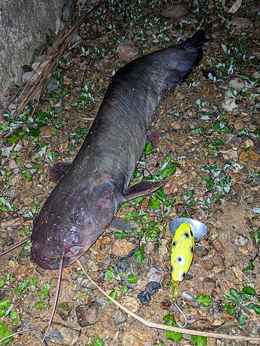 ナマズの釣果