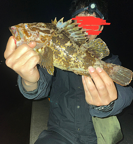 タケノコメバルの釣果