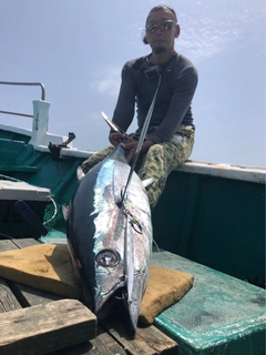 ビンチョウマグロの釣果