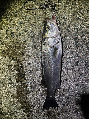 セイゴ（マルスズキ）の釣果