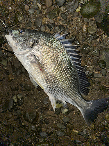 キビレの釣果