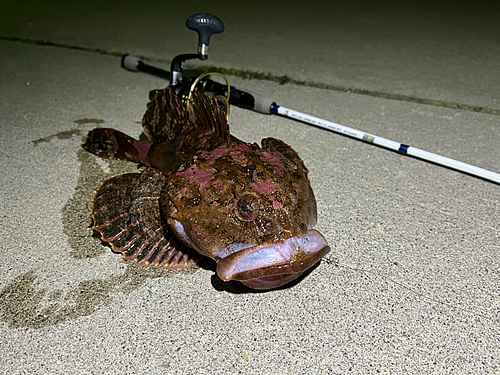 ギスカジカの釣果