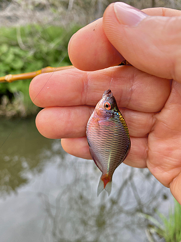 タナゴの釣果