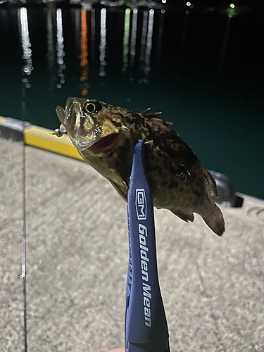 ベッコウゾイの釣果