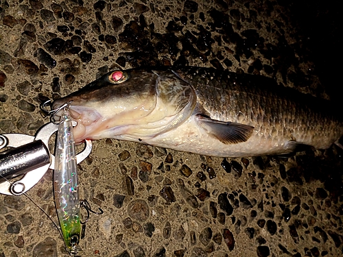 ニゴイの釣果