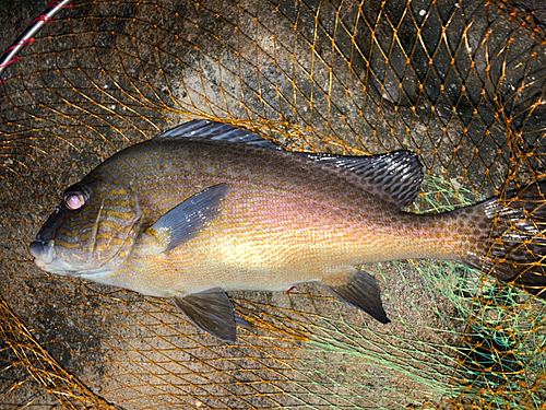 コロダイの釣果