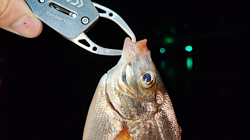 ウミタナゴの釣果