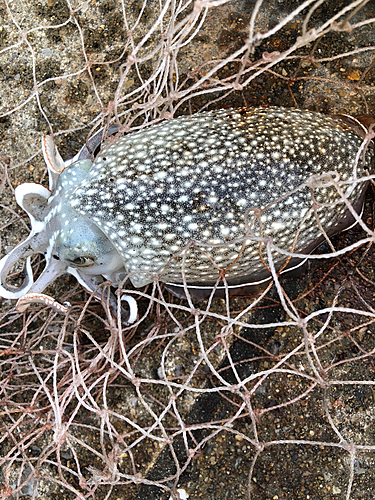 コウイカの釣果