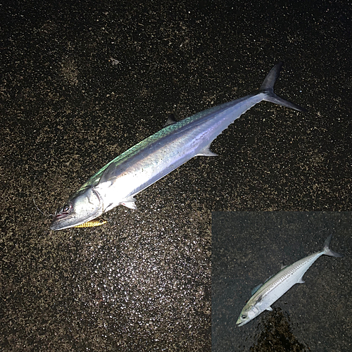 サゴシの釣果