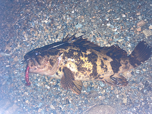 タケノコメバルの釣果