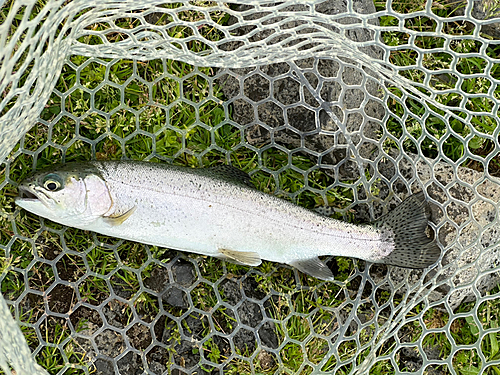 ニジマスの釣果