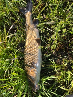 ニゴイの釣果