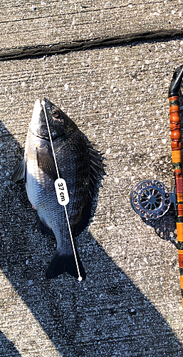 クロダイの釣果