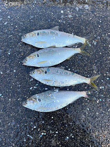 コノシロの釣果