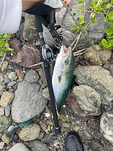 ツバスの釣果