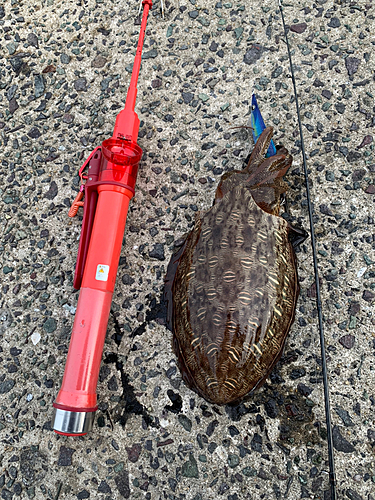 コウイカの釣果