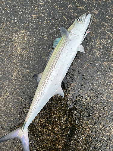 サゴシの釣果