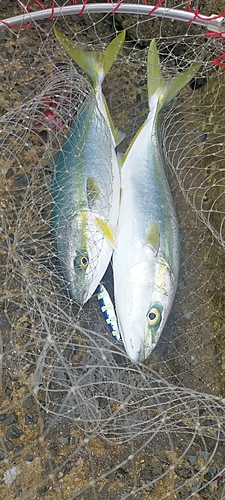 ハマチの釣果