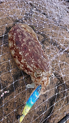 コウイカの釣果