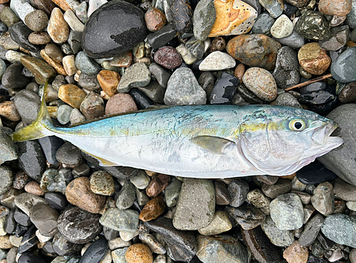 ワカシの釣果