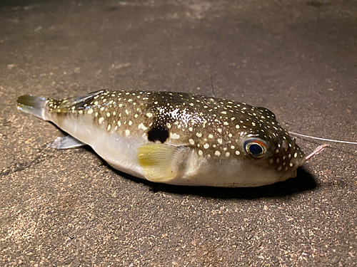 クサフグの釣果