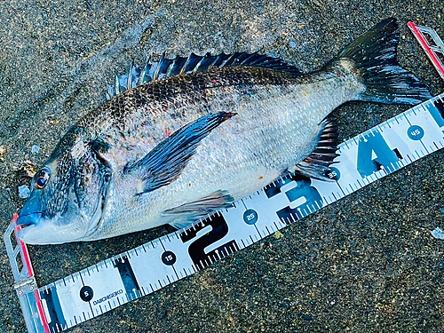 クロダイの釣果