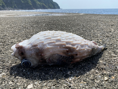 イシガキフグの釣果