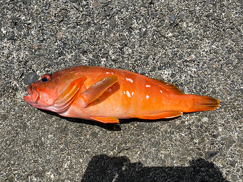 アカハタの釣果