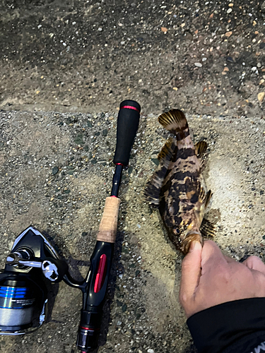 タケノコメバルの釣果