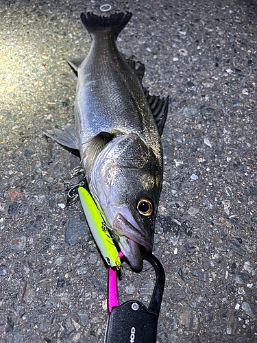 シーバスの釣果