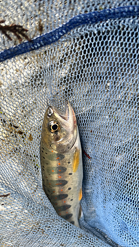 アマゴの釣果