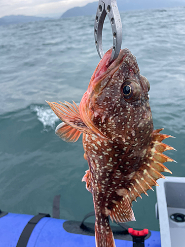 カサゴの釣果