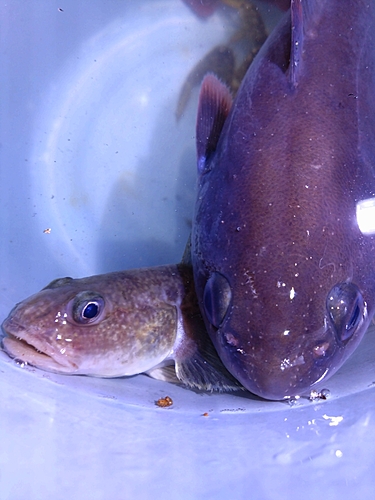 ドンコの釣果