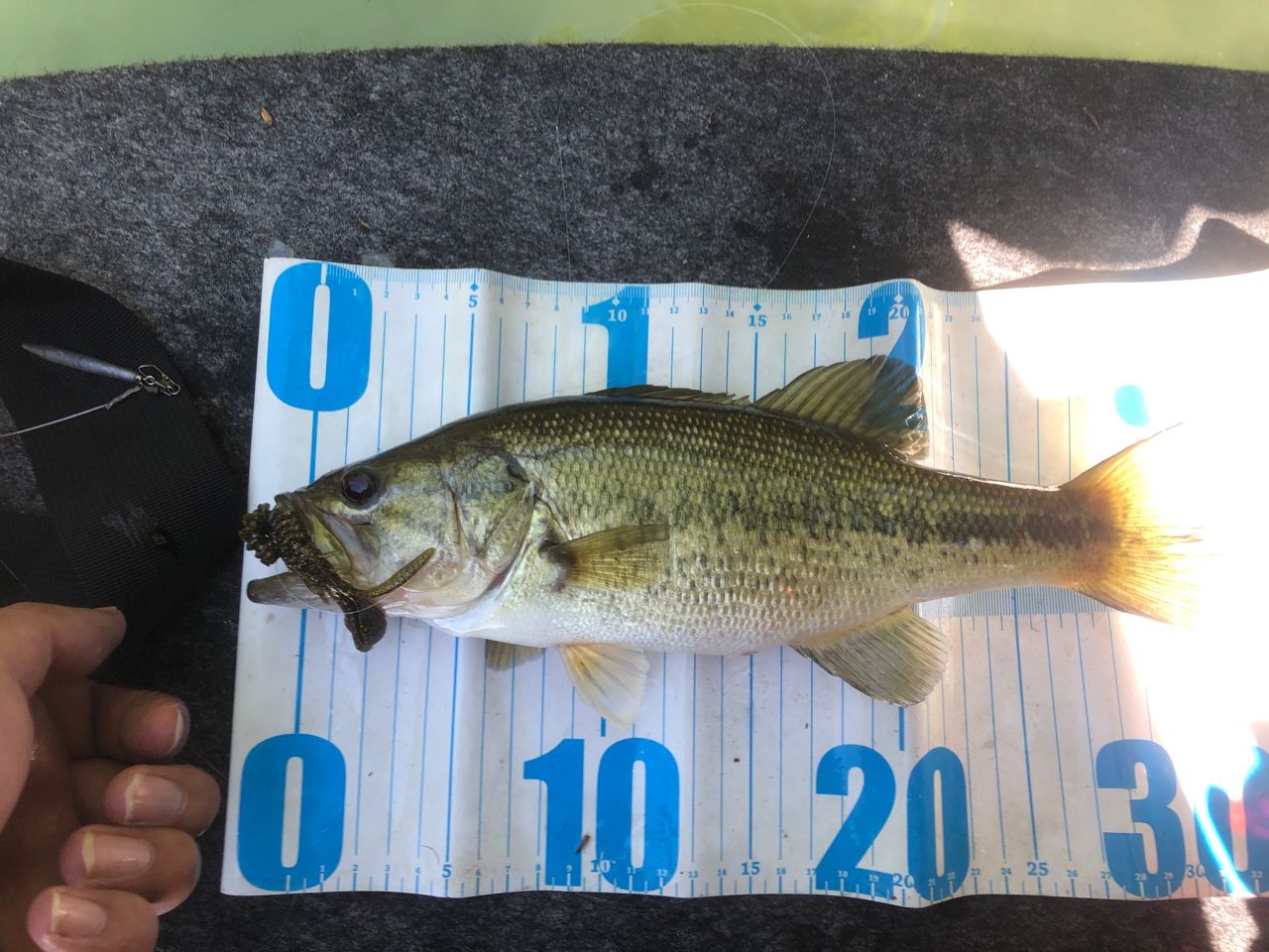 ラージマウスバス