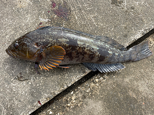 アイナメの釣果