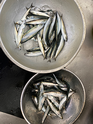 イワシの釣果