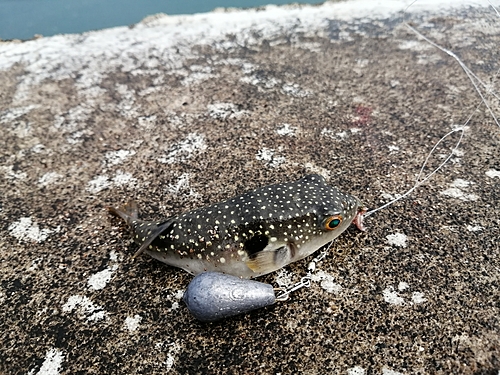 クサフグの釣果